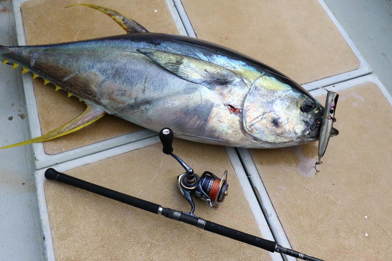 Sano Hiromu style Yellowfin tuna capture off the coast of Mie and Owase “ Tackle Edition”