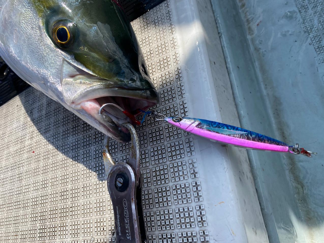 Yellowtail-class fish are hitting in succession with the arrival
