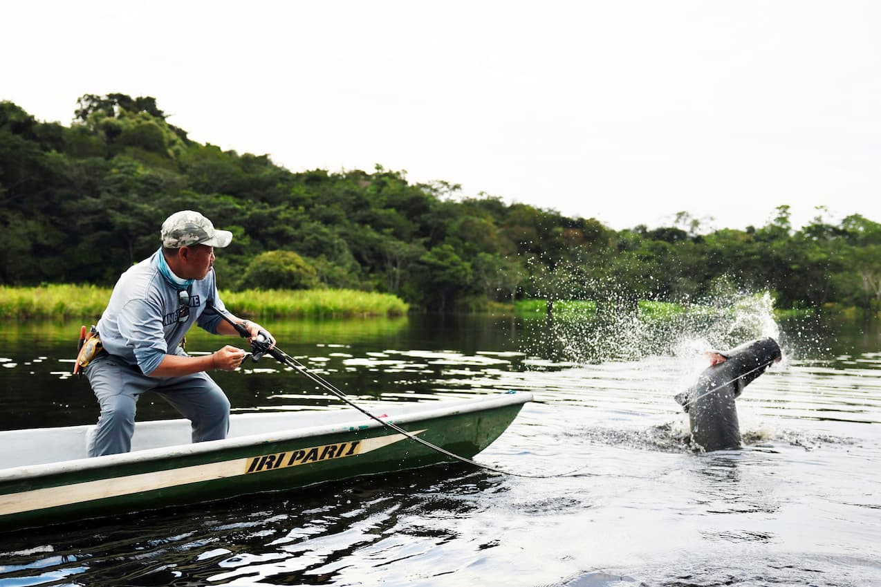 To make your dream come true. Pirarucu, one of the largest and most ancient freshwater fish Ecuadorian Amazon Fishing Trip