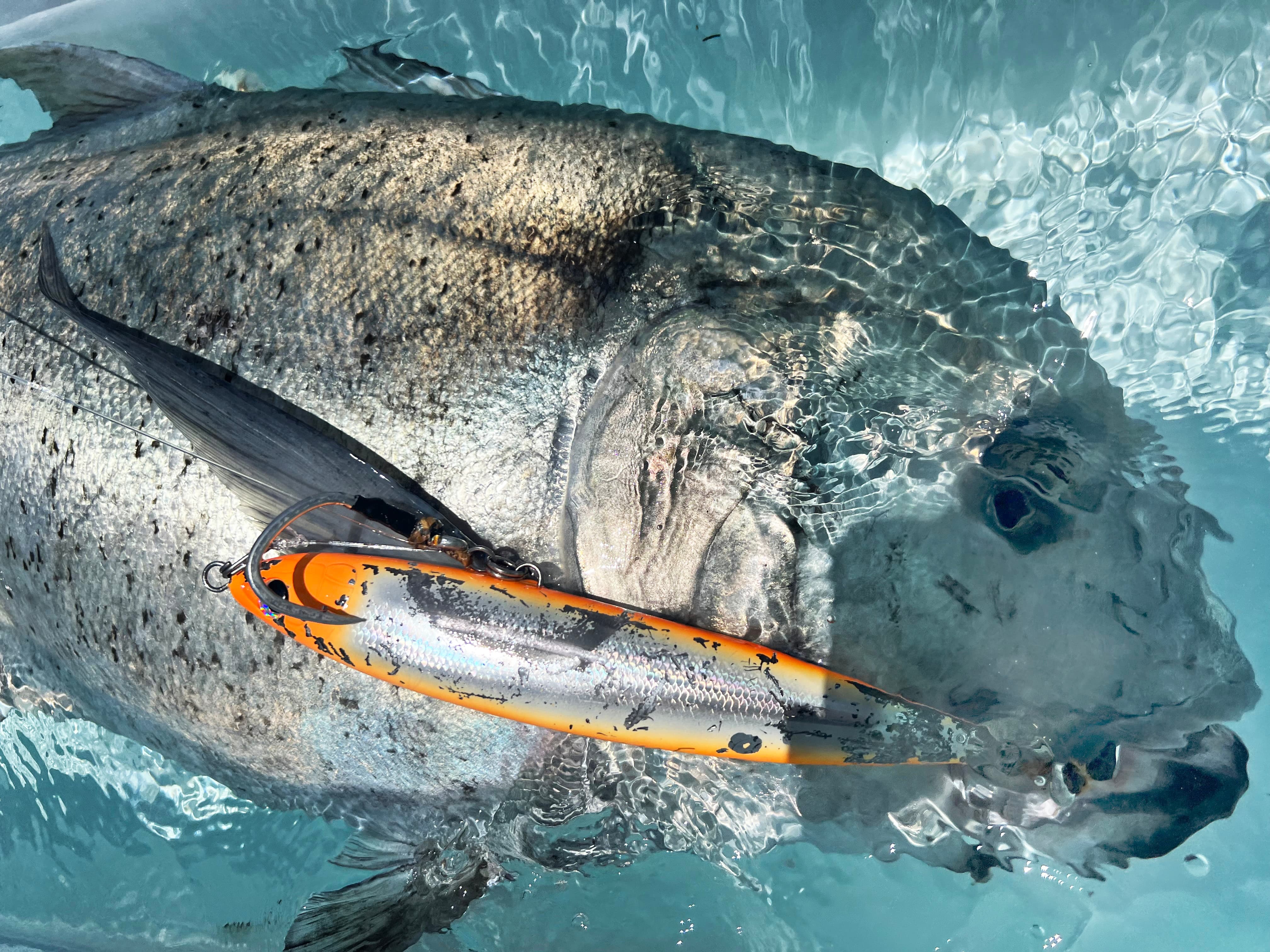 夏の奄美大島<br>ビッグディッパー<br>GTキャスティング釣行